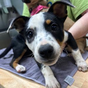 Blackie Bailey, Mixed Breed (Medium), young, available for adoption