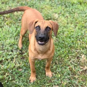 A brown dog with a black snout and floppy ears standing on grass.