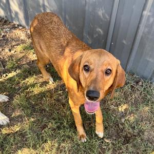 Brenley, Bloodhound, young, available for adoption