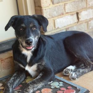 Aja, Cattle Dog, Australian (Blue Heeler), young, available for adoption