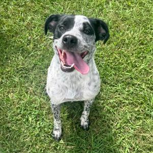 Aggie, Cattle Dog, Australian (Blue Heeler), adult, available for adoption
