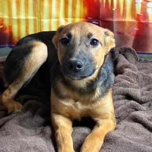 Addie, Shepherd, German, young, available for adoption