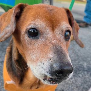 Buford, Beagle, senior, available for adoption