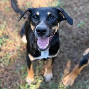 Aly, Mixed Breed (Medium), young, available for adoption