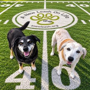 Cooper, Retriever, Yellow Labrador, senior, available for adoption