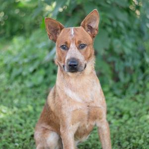 A brown dog with a white patch on its forehead sitting on grass