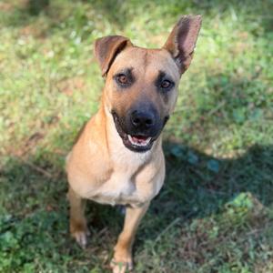 A brown dog with perked ears and a black nose standing on grass, looking up at the camera with a happy expression.