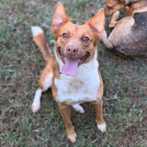 A brown and white dog with perked ears and a pink tongue sticking out, sitting on grass.