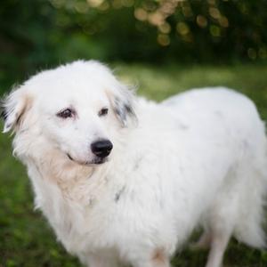 Bug, Shepherd, Australian, senior, available for adoption