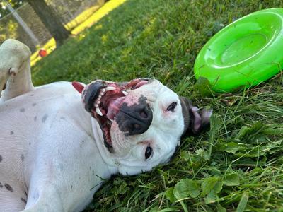 Tatum, American Bulldog/Pit Bull Terrier, adult, available for adoption