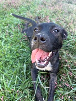 Beauty *SPONSORED, Terrier/Husky, young, available for adoption