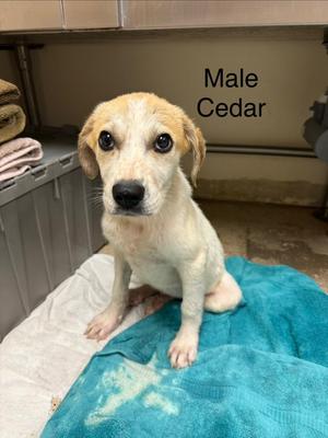 Cedar, Hound, young, available for adoption