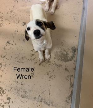 A white dog with black patches on its ears and face, standing on a concrete floor. The text "Female Wren" is written below the dog.