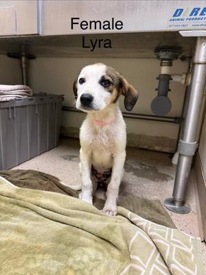Lyra, Hound/Crossbreed, young, available for adoption