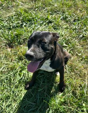 Minnie *SPONSORED, Terrier/Crossbreed, young, available for adoption