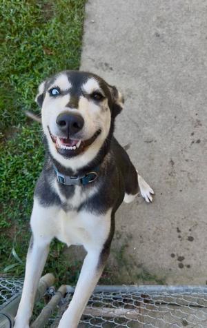 Nymeria, Husky/German Shepherd Dog, young, available for adoption