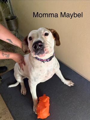 Maybel, Hound/Crossbreed, adult, available for adoption