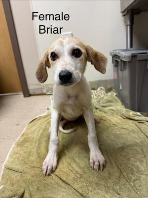 Briar, Hound/Crossbreed, young, available for adoption