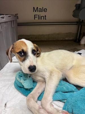 Flint, Hound, young, available for adoption