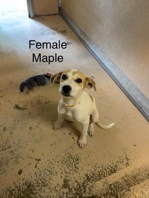 A small white dog with brown patches on its ears and head is sitting on a concrete floor. The dog is wearing a yellow collar and looking up. There is a blue object behind the dog. The text "Female Maple" is written above the dog.