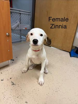 Zinnia, Hound/Crossbreed, young, available for adoption