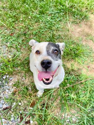 Jack, Jack Russell Terrier/Terrier, available for adoption