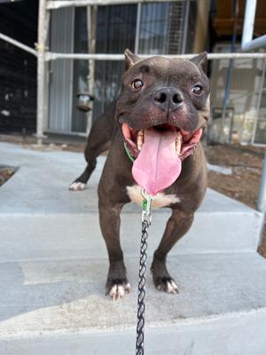 Elliot 3, Mixed Breed, adult, available for adoption