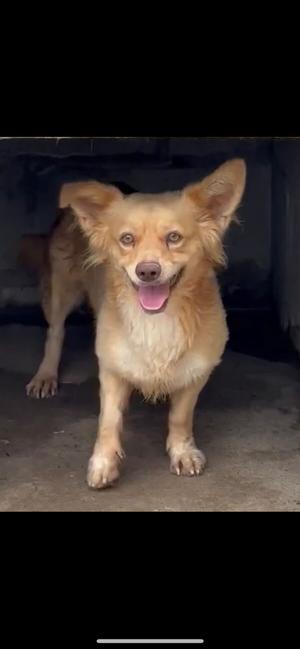 Ebenezer, Mixed Breed, adult, available for adoption