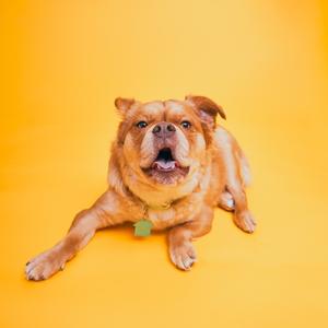 A brown dog lying on a yellow background