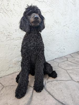 Crow, Mixed Breed, young, available for adoption