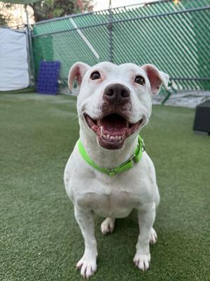 A happy white pit bull mix dog with a bright green collar smiling at the camera, standing on green turf.