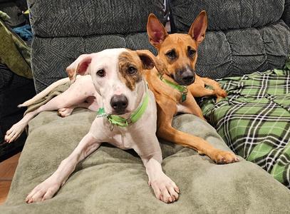 Dobby, Retrievers (All Types) / Labrador Retriever, young, available for adoption