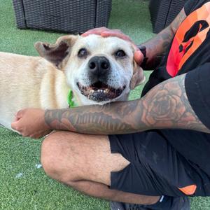 Auggie, Mixed Breed, adult, available for adoption