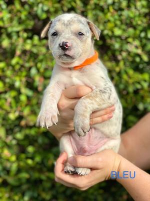 Bleu, Cattle Dog / Terriers (Medium), available for adoption