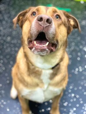 Cloe, Shepherds (All Types), adult, available for adoption