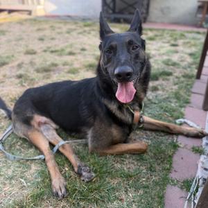 A black and tan German Shepherd dog lying on the grass with its tongue out, wearing a collar and leash.