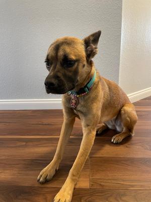 Banana Walnut, Staffordshire Bull Terrier, adult, available for adoption