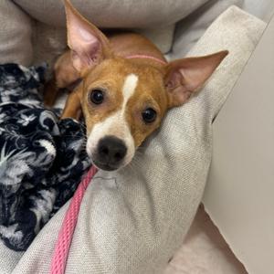 Connie, Chihuahua, adult, available for adoption