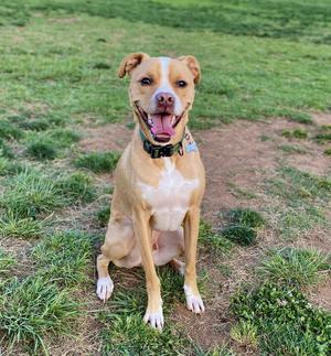 A tan and white pit bull mix dog with its mouth open and tongue out, sitting on grass.