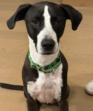 Billy/Kullen, Terriers (Medium), young, available for adoption