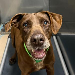 Flora, Labrador Retriever, adult, available for adoption