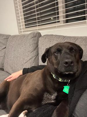 Bianca 2, Mixed Breed, adult, available for adoption