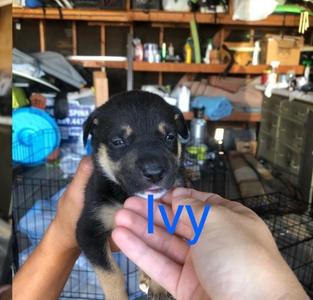 Dahlia pup: Ivy / Gunner, Terriers (Medium), adult, available for adoption