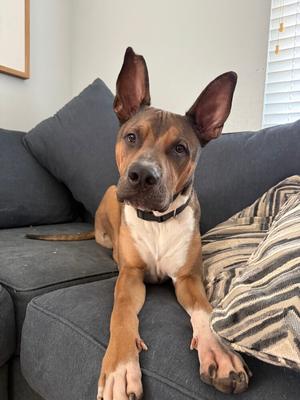 Chad (FKA Honey Davenport pup: Chad Michaels), Mixed Breed, young, available for adoption