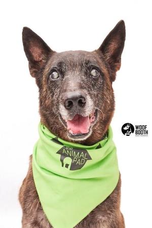 A dog wearing a green bandana with a logo.