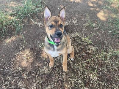 A brown and black dog with a green collar sitting on the ground.