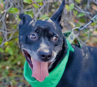 Gambit, Terriers (Medium), adult, available for adoption