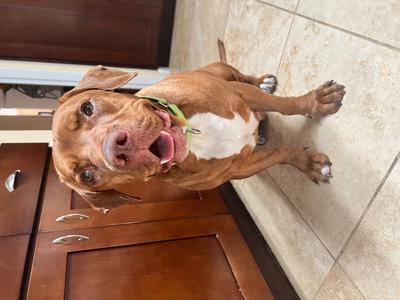 Brownie, Terriers (Medium), adult, available for adoption