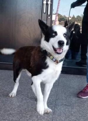 Alonso, Border Collie, adult, available for adoption