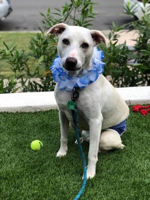 Coco, Mixed Breed, young, available for adoption